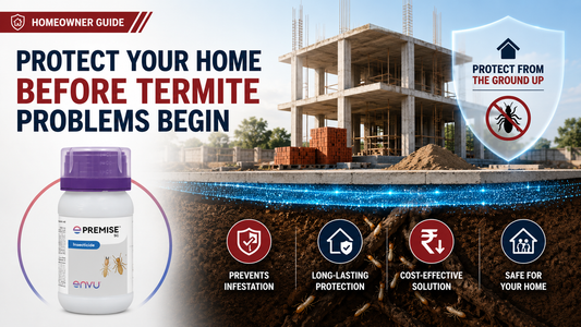 Protect Your Home Before Termites Problems Begin