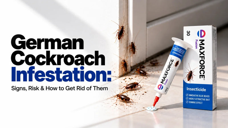 German Cockroach Infestation: Signs, Risk & How to Get Rid of Them