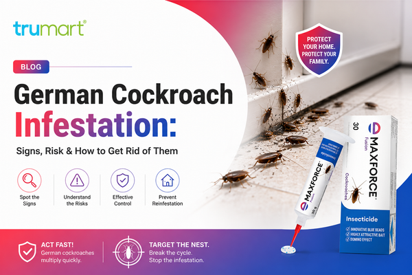 German Cockroach Infestation: Signs, Risk & How to Get Rid of Them