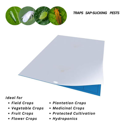 Gumtree White Sticky Traps Mini Pack of 20