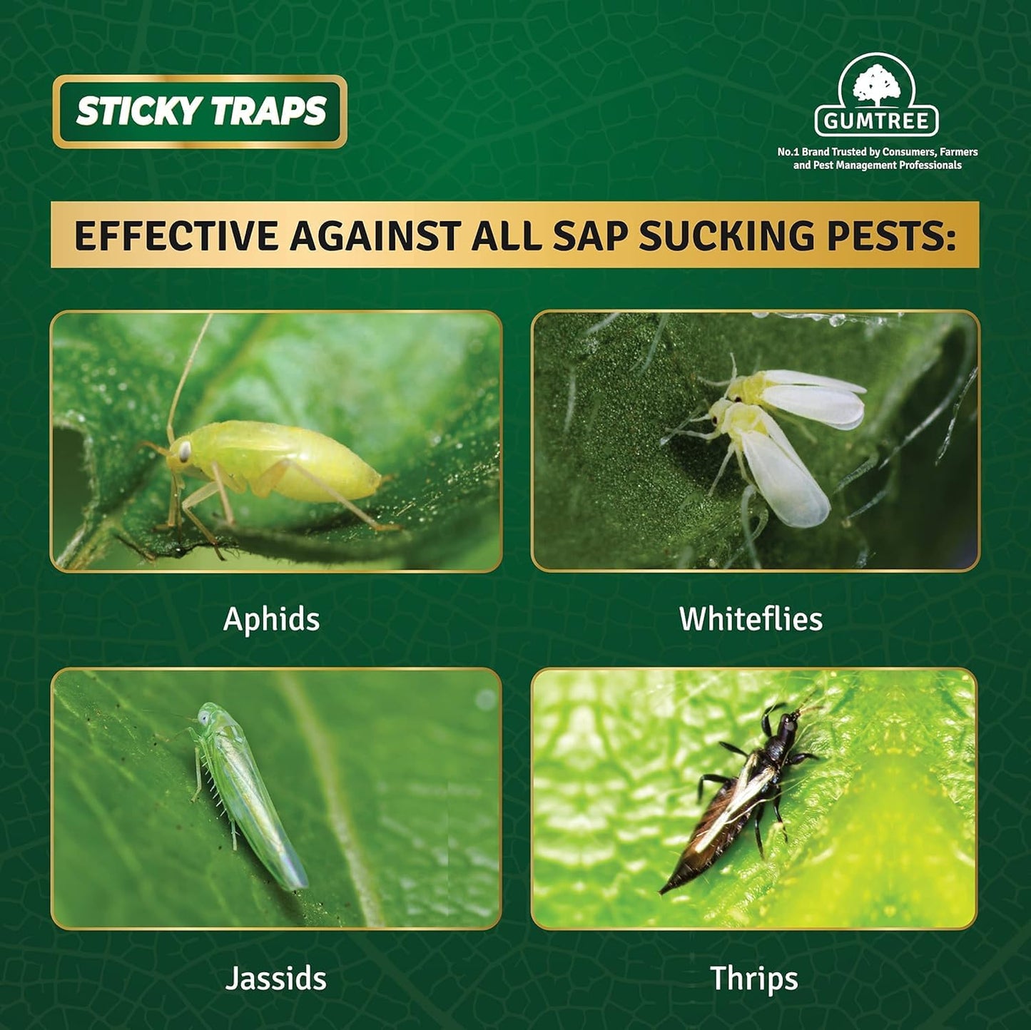 Gumtree White Sticky Traps Mini Pack of 20