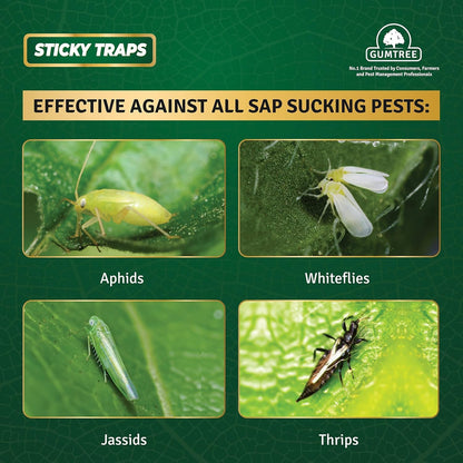 Gumtree White Sticky Traps Mini Pack of 20