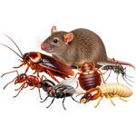 A cluster of common household pests including a brown rat, cockroach, ant, fly, beetle, and termite, isolated on a solid white background.