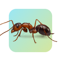 Ants