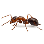 A close-up side view of a brown and black ant on a plain white background.