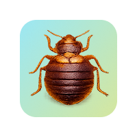 Bedbugs