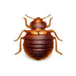 A realistic bed bug model or toy insect shown from above on a plain white background.