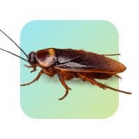 Cockroaches