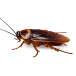 A realistic brown cockroach model or toy shown in profile against a plain white background.