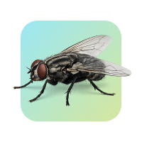 Flies