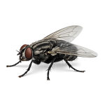 A realistic toy or model house fly with large red eyes, a dark fuzzy body, and clear wings, shown on a plain white background.