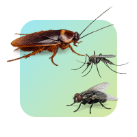General Pest Control