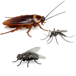 Three insects on a plain white background: a brown cockroach at the top left, a dark mosquito at the top right, and a black fly at the bottom center.