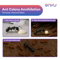 Diagram of ant colony annihilation process with Envu logo