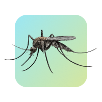 Mosquitoes