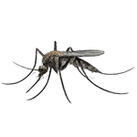 A realistic black and gray illustration of a mosquito on a plain white background.