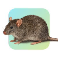 Rodents