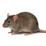 A realistic brown and gray synthetic mouse toy with pinkish ears and feet, shown from a side profile on a solid white background.