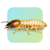 Termites