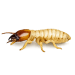 A realistic termite or white wood insect model shown in side profile on a plain white background.